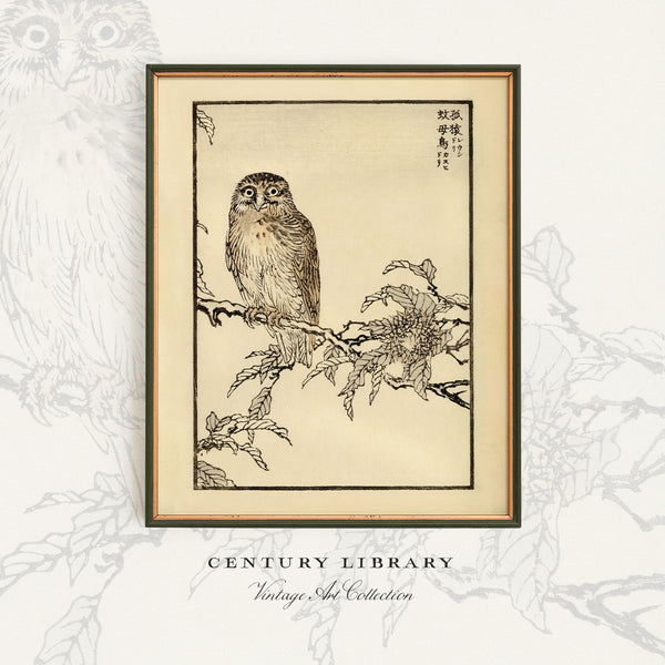 Kono Bairei 1888 Woodblock Print - Owl on Branch