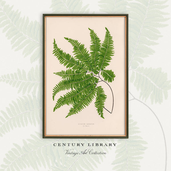 Antique Fern Botanical Print