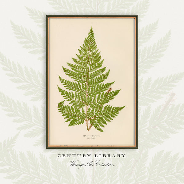 Antique Fern Botanical Print (Aspidium hispidum)