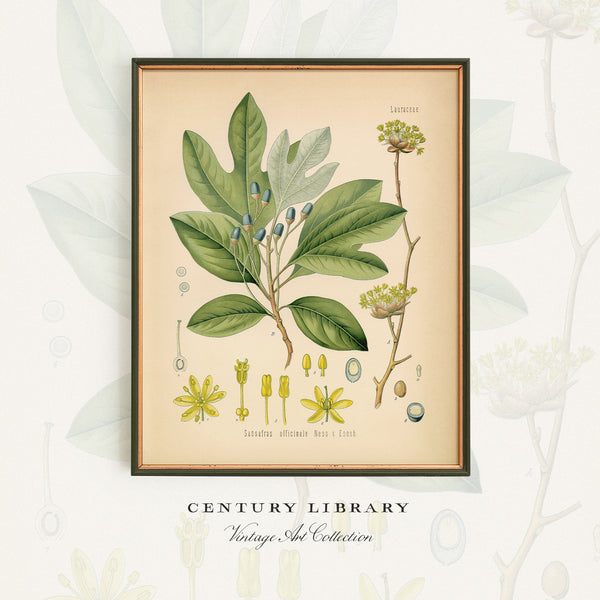 Sassafras Officinale Medicianl Plant - Botanical Print