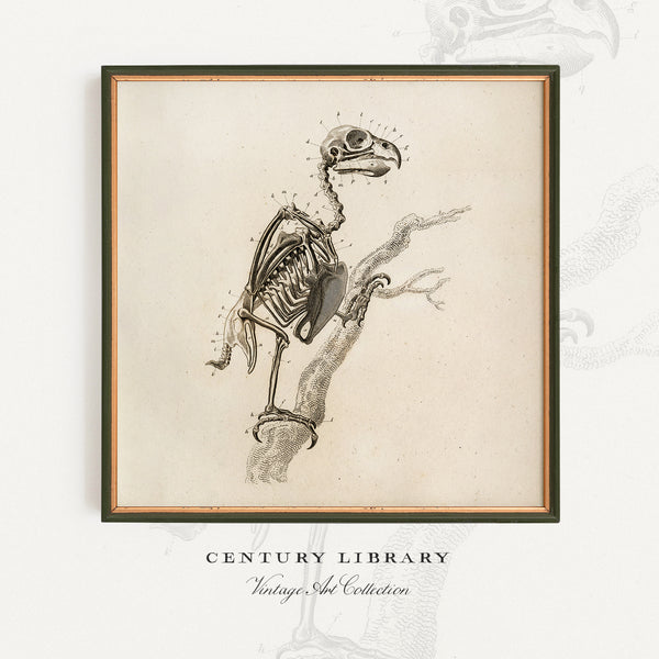 Anatomy of a Bird - Early 1800's Lithograph Reprint