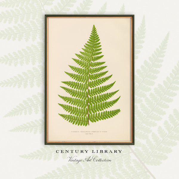 A framed botanical art print of a green fern on a cream background, displayed against a light gray background with a subtle fern pattern. The text 'CENTURY LIBRARY Vintage 80th Collection' is printed below the frame.