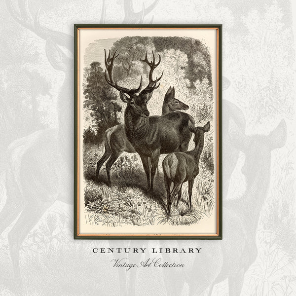 Red Deer Family - 1877 Lithograph Reprint