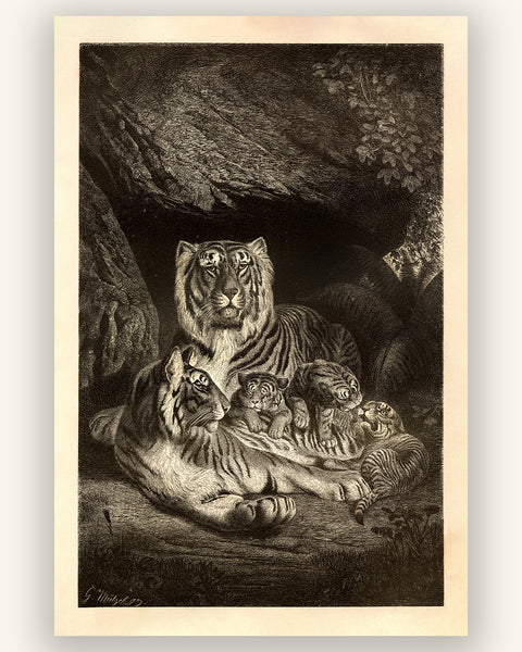 A Family of Tigers - Beautiful 1877 Lithograph Reprint