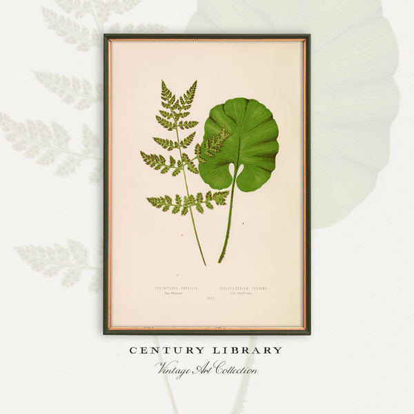 Antique Fern Botanical Print - Vintage Hart's Tongue & Bladder Fern Wall Art