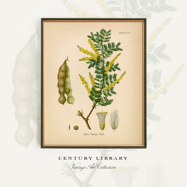 Gum Arabic Tree (Acacia Senegal) - 1860 Botanical Reprint