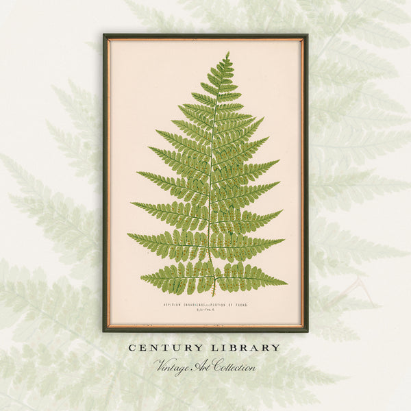A framed botanical art print of a green fern on a cream background, displayed against a matching light green fern pattern backdrop with the text 'CENTURY LIBRARY Vintage Art Collection' below.