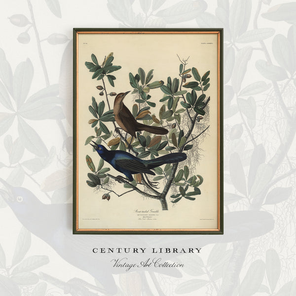 A framed vintage bird illustration print hangs on a light gray wall with a subtle botanical pattern. The print shows two birds perched among green leaves on an aged cream background, with the text 'CENTURY LIBRARY Vintage Art Collection' below it.