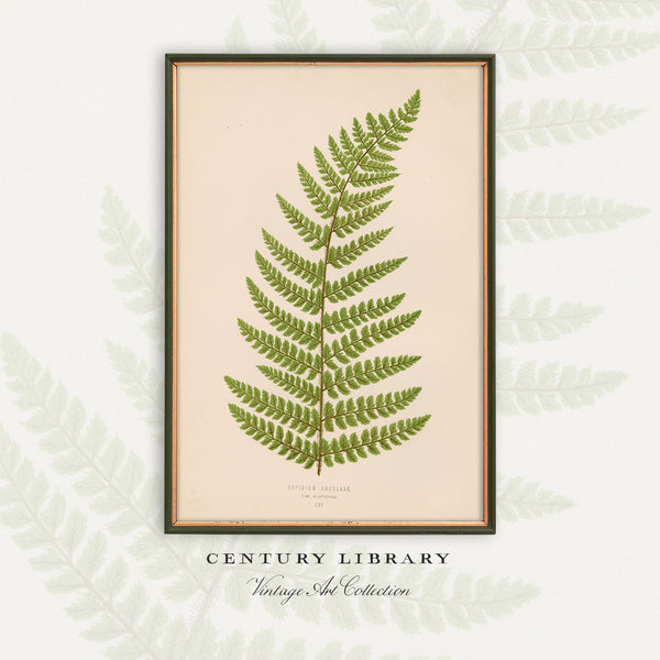 Antique Fern Botanical Print - Vintage soft shield fern (Aspidium angulare var. aristatum)