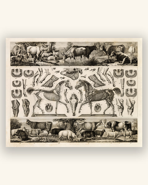 Agriculture and Anatomy of a Horse - Johann Georg Heck