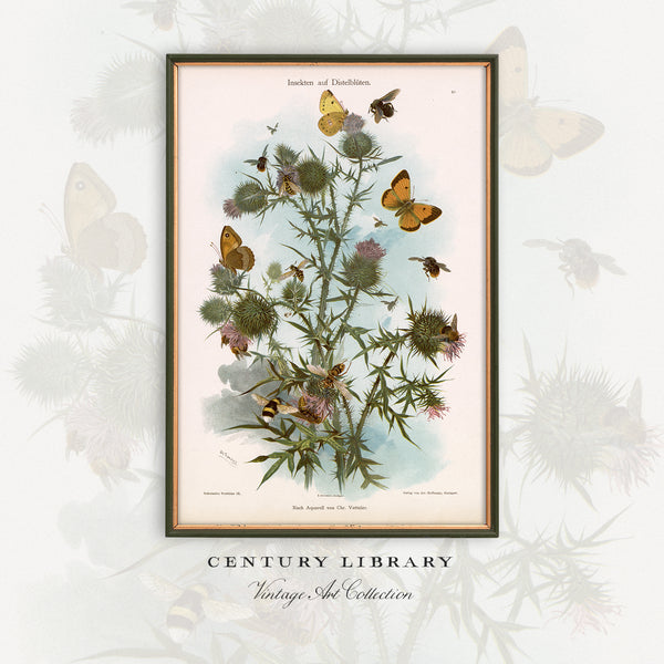 A framed vintage botanical art print featuring a thistle plant with butterflies and bees, displayed against a light gray background with faded floral silhouettes. The text 'CENTURY LIBRARY Vintage Art Collection' is printed below the frame.