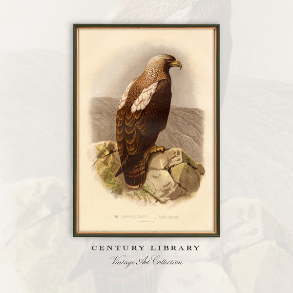 Antique Natural History Print of The Imperial Eagle