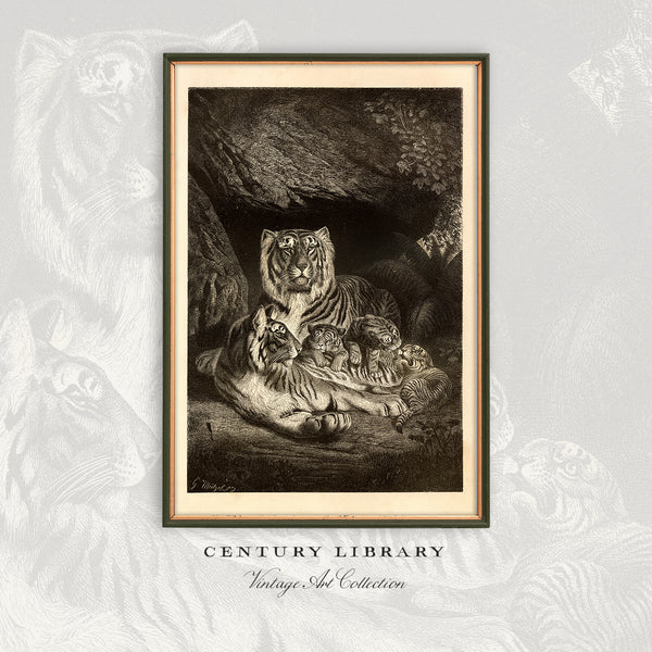 A Family of Tigers - Beautiful 1877 Lithograph Reprint