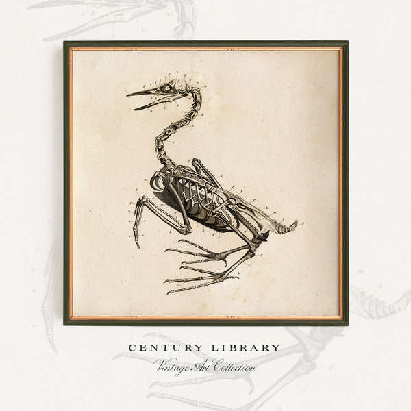 Anatomy of a Bird No.2 - Early 1800's Lithograph Reprint