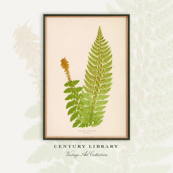Antique Fern Botanical Print - Vintage hard shield fern (Aspidium aculeatum)
