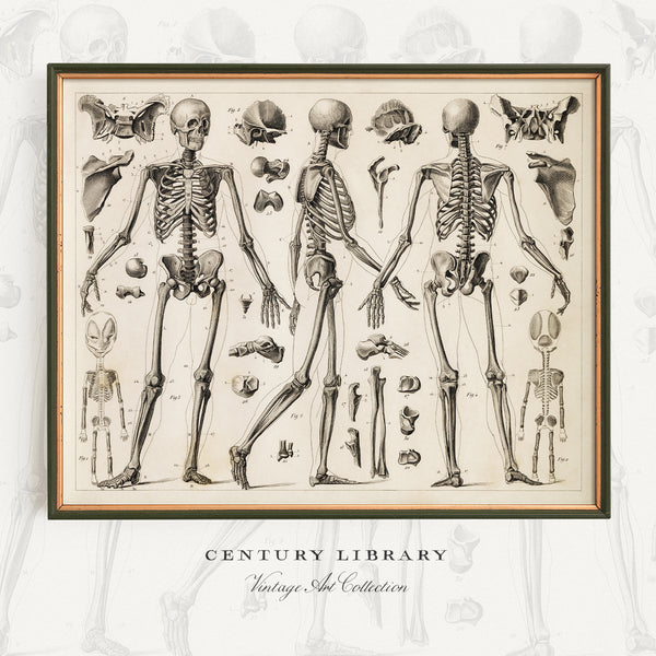 A framed vintage-style anatomical print showing three human skeletons with various bones and body parts arranged around them, presented on a light background with the text 'CENTURY LIBRARY' and 'Vintage Art Collection' below.
