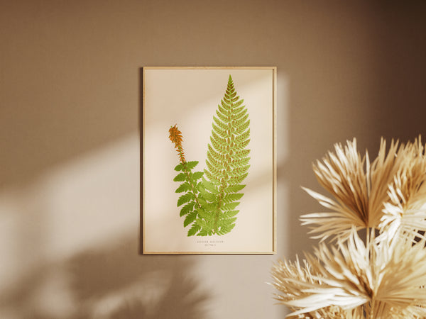 A framed botanical art print of a green fern on a cream background, hanging on a warm brown wall with soft sunlight and dried palm leaves in the foreground.