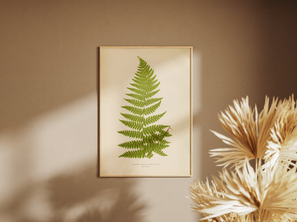 Antique Fern Botanical Print - Vintage Tree Fern Wall Art, ( Dicksonia Davallioides )