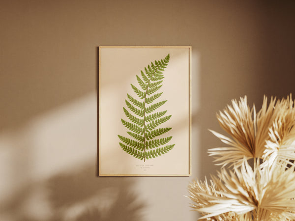 Antique Fern Botanical Print - Vintage soft shield fern (Aspidium angulare var. aristatum)
