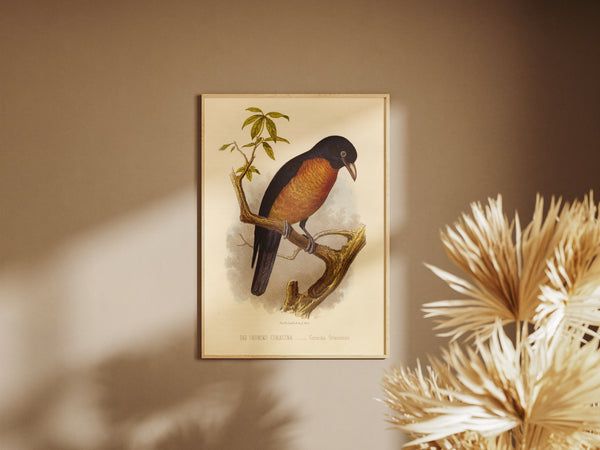 Antique Natural History Print of The Oronoko Coracina