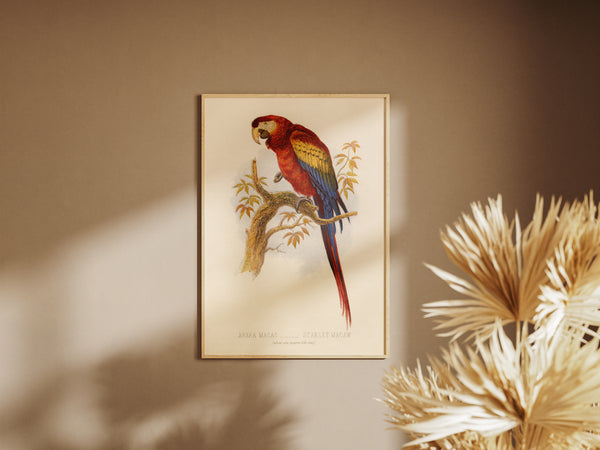 Antique Natural History Print of The Scarlet Macaw Parrot