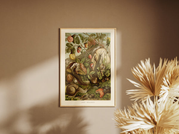 Land Molluscs - Natural History Print 1904