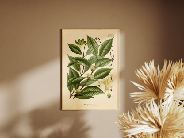 Jungle Liana Medicinal Plant (Willughbeia Firma) - Botanical Print