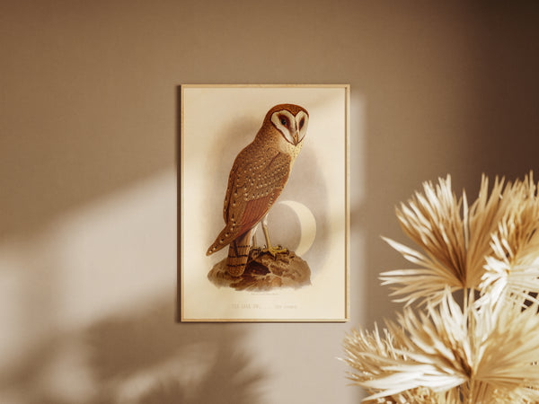 Antique Natural History Print of The Java Owl