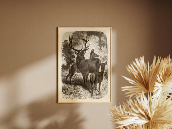 Red Deer Family - 1877 Lithograph Reprint