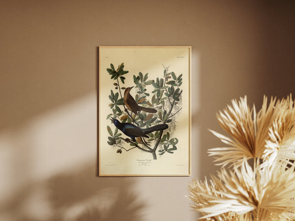 Antique Bird Print - Vintage Boat-tailed Grackle Wall Art, Audubon Ornithology