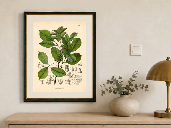 Brazilian Elemy Medicinal Plant Print (Icica Icicariba)