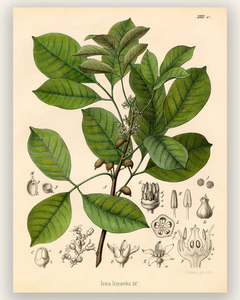 Brazilian Elemy Medicinal Plant Print (Icica Icicariba)