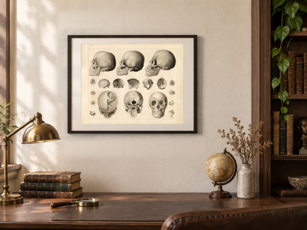 Antique Anthropology Print - Sections of the Human Skull