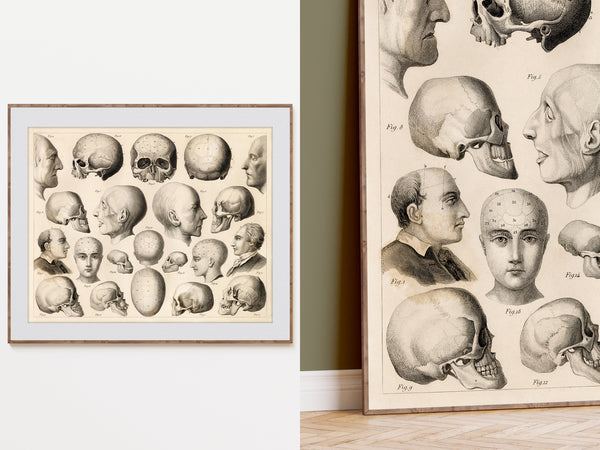 A vintage-style anatomical art print featuring detailed skull and human head illustrations, shown both as a framed wall art piece and as a larger leaning poster in an interior setting.