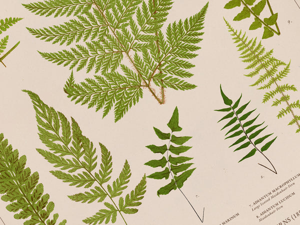 A vintage botanical illustration print featuring detailed green fern leaves on a warm cream-colored background with printed scientific labels.