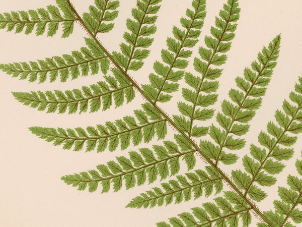 A botanical illustration of a green fern frond with detailed pinnae on a warm beige background.