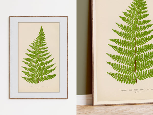 Framed botanical art print featuring a green fern leaf on a warm cream background, shown hanging on a white wall and leaning against an olive-green wall in a room setting.