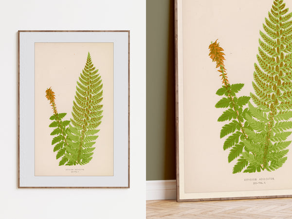 A framed botanical art print of a green fern on a cream background, shown hanging on a white wall and also leaning against a wall in a room setting.