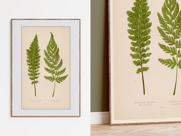 Framed botanical art prints featuring green fern leaves on a warm cream background, shown hanging on a white wall and leaning against a wall in an interior setting.