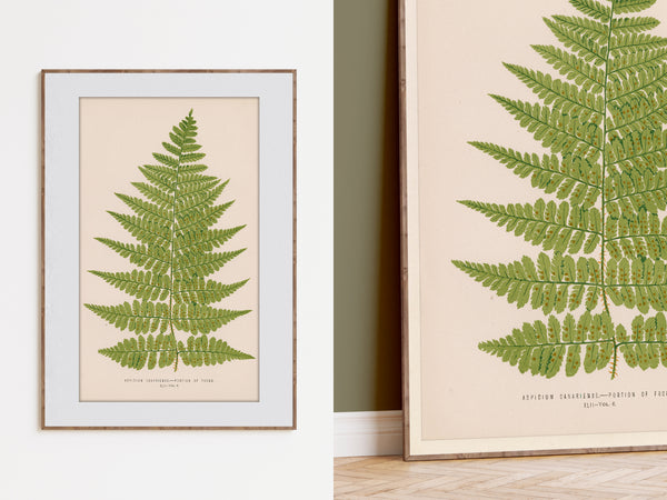 Framed botanical art print featuring a green fern illustration on a warm cream background, shown both as a standalone framed piece and partially cropped in an interior setting with a wood floor and green wall.