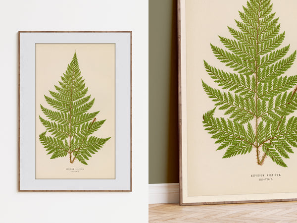 Antique Fern Botanical Print (Aspidium hispidum)
