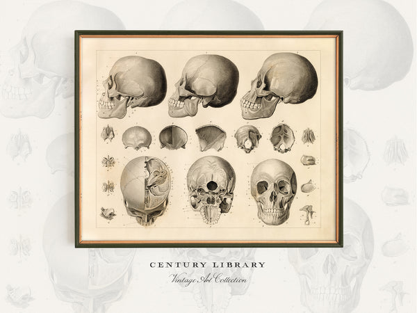 A framed vintage anatomical print featuring multiple skull illustrations arranged in a grid on an aged cream background, with the text 'CENTURY LIBRARY Vintage Skull Collection' below. The print is shown against a light gray background with faint skull overlays.