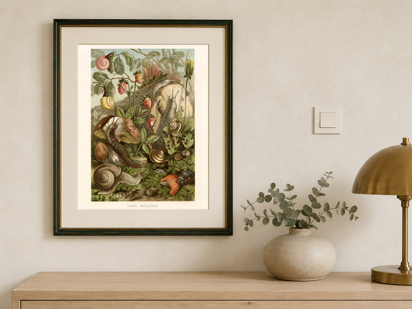 Land Molluscs - Natural History Print 1904