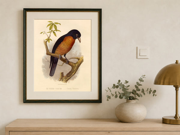 Antique Natural History Print of The Oronoko Coracina