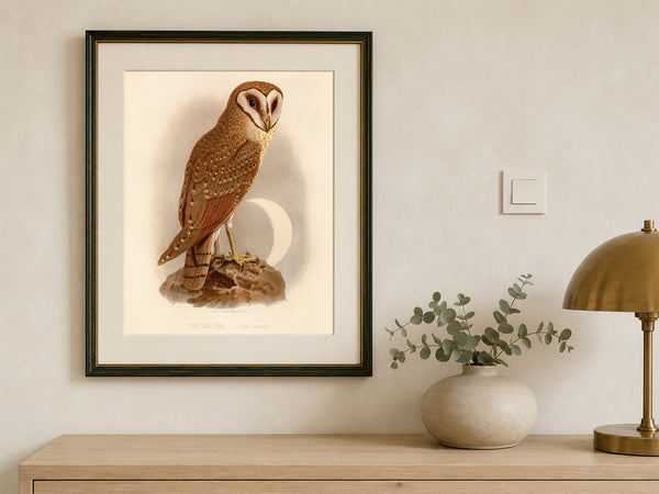 Antique Natural History Print of The Java Owl