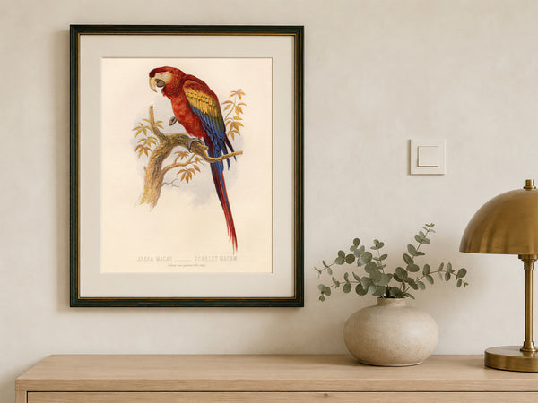 Antique Natural History Print of The Scarlet Macaw Parrot