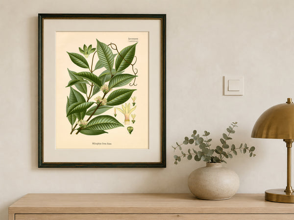 Jungle Liana Medicinal Plant (Willughbeia Firma) - Botanical Print