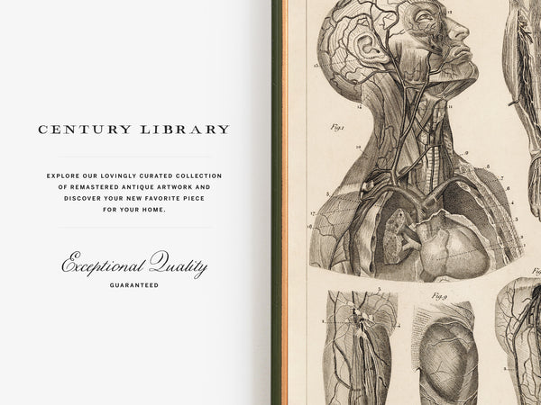 Vintage Human Anatomy Poster - Vascular System