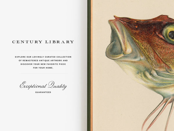 Red Gurnard (Trigla Cuculus) Vintage Natural History Print