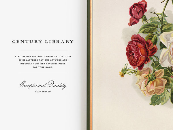 A split design graphic with the text 'CENTURY LIBRARY' and descriptive copy on the left, and a vintage-style floral illustration of red, cream, and peach roses with green leaves on the right.